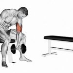 Seated Dumbbell Concentration Curls