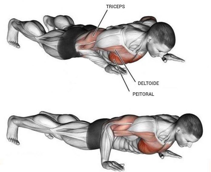 The 10 Best Home Exercises for Massive Triceps-Training Program